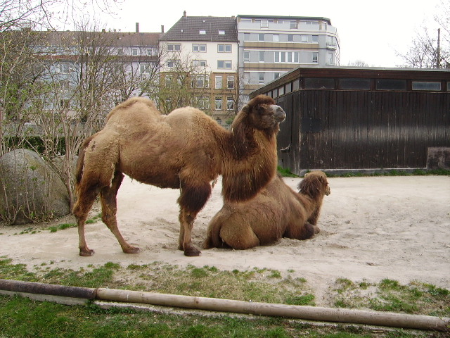 Zwei Kamele in Karlsruher Zoo am 02.04.09