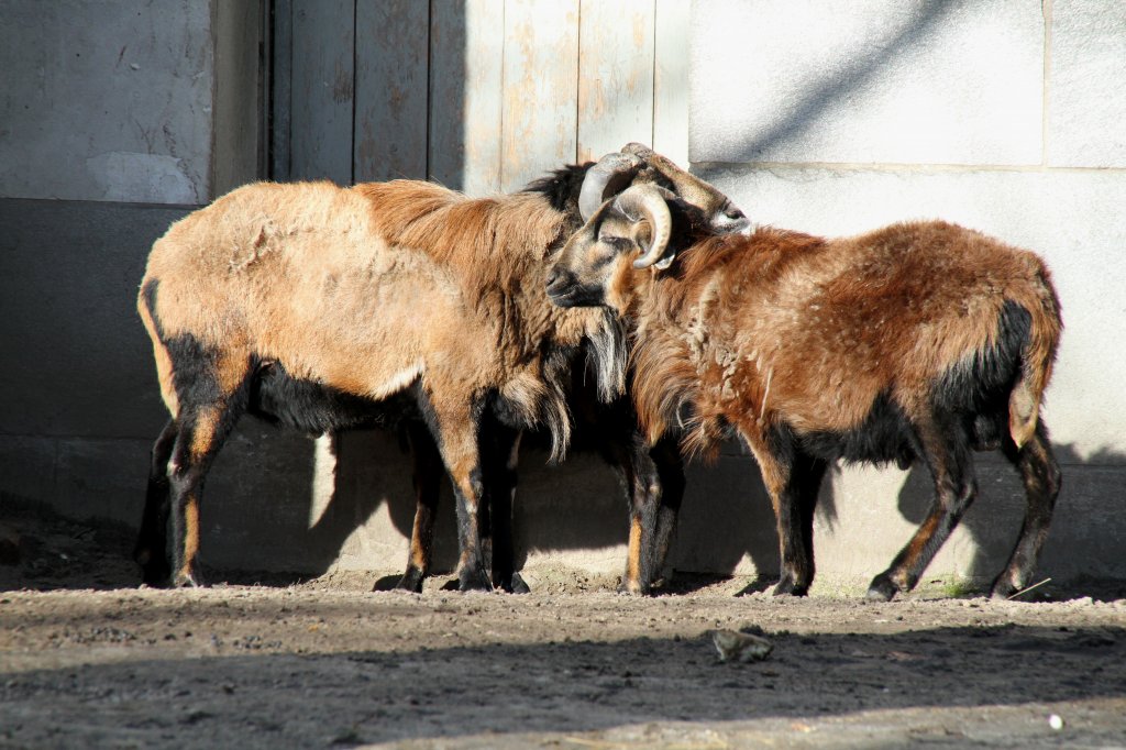 Zwei Kamerunschafe (Ovis orientalis f. aries) am 25.2.2010 im Zoo Berlin.