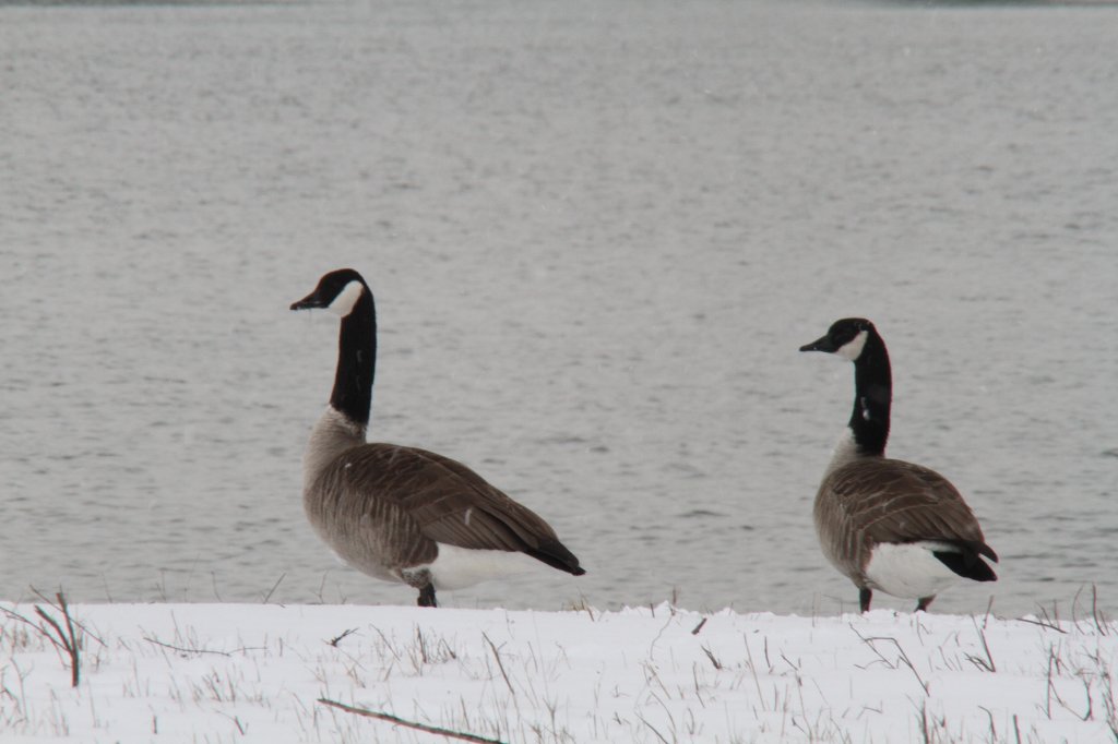 Zwei Kanadagnse (Branta canadensis) auf frnzsichem Gebiet. Am Oberrheim bei Illkirch-Graffenstaden am 12.2.2010.
 
