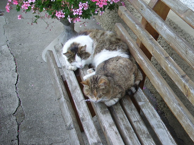 Zwei Katzen beim Schlafen in Ottacker am 05.08.08