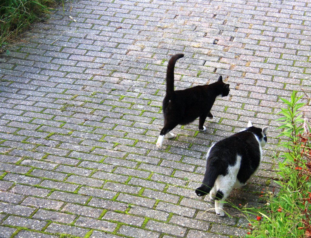 Zwei Katzen laufen die Einfahrt herunter.
Aufgenommen in Kohlscheid-Bank am Abend des 20.6.2012.