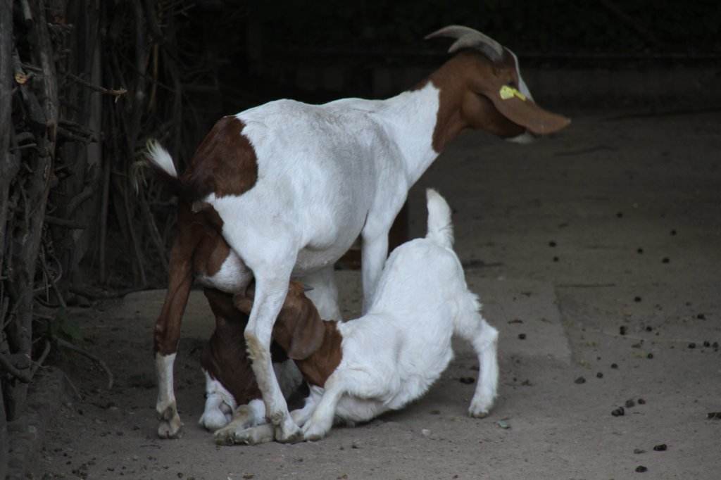 Zwei kleine Burenziegen beim Sugen am 26.6.2010 im Leipziger Zoo.