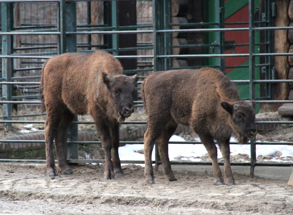 Zwei kleine Wisente (Bison bonasus) am 25.2.2.2010 im Zoo Berlin.
 
 
