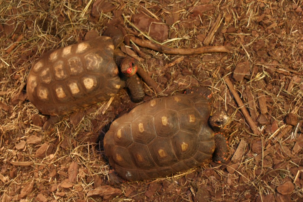 Zwei Khlerschildkrten (Chelonoidis carbonaria) am 13.12.2009 im Tierpark Berlin.