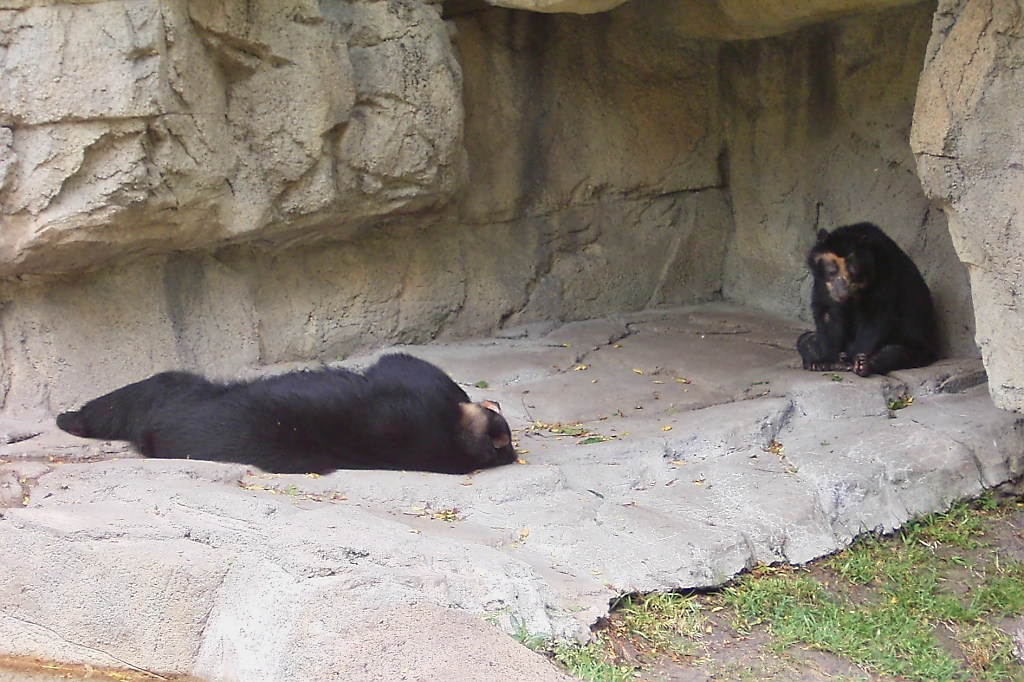 Zwei Kragenbären im Zoo von Houston, TX (27.05.09)