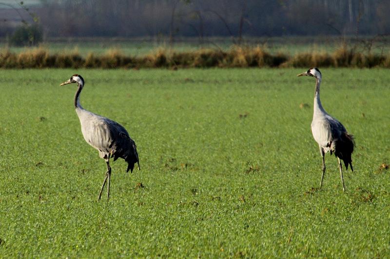 Zwei Kraniche auf einem Feld in der Champagne; 19.11.2011