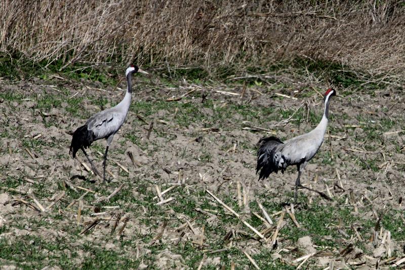 Zwei Kraniche auf einem Feld bei Rieps (NWM); 05.04.2012