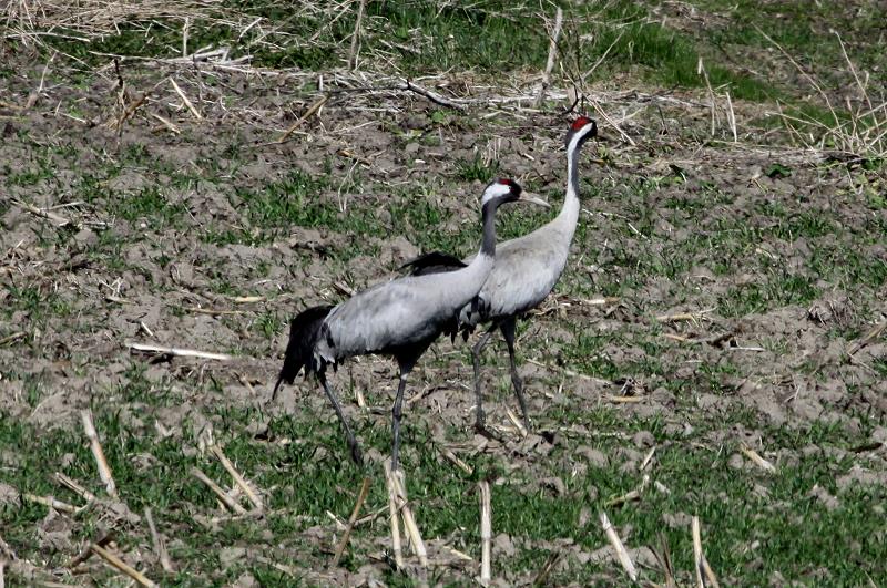 Zwei Kraniche auf einem Feld bei Rieps (NWM); 05.04.2012