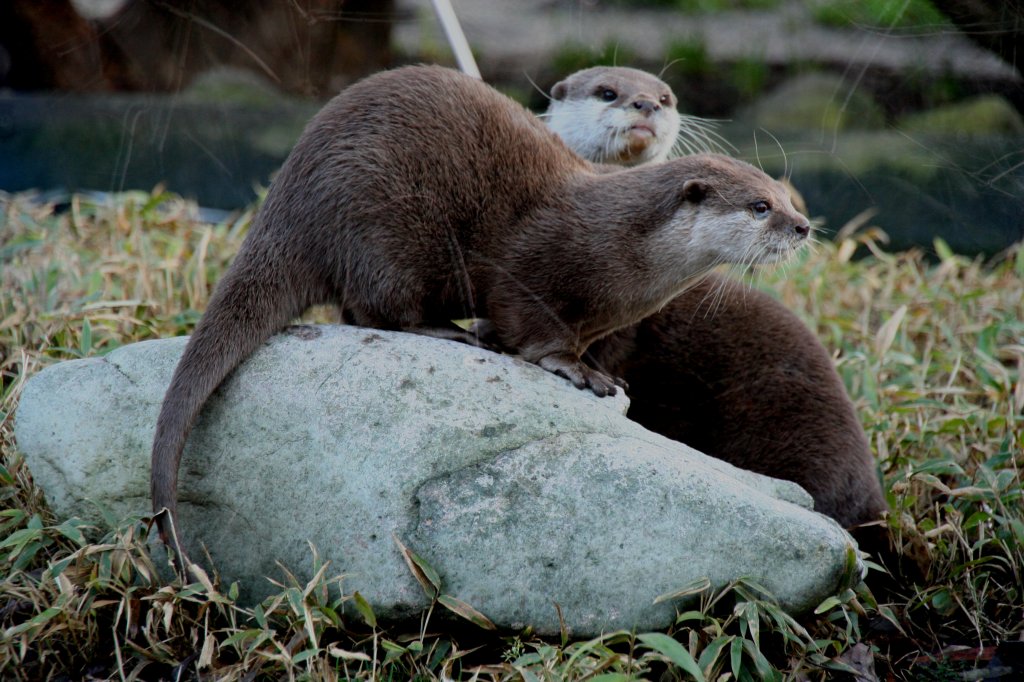 Zwei Kurzkrallenotter (Amblonyx cinerea) am 7.12.2009 im Zoo Dresden.
