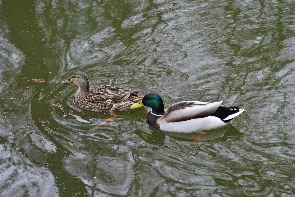 zwei Laufenten 
im weiher am altersheim 
sehr schnes bild 
gute schrfe usw

von blackskull

Datum:31.03.2010

Urzeit:13.03.01