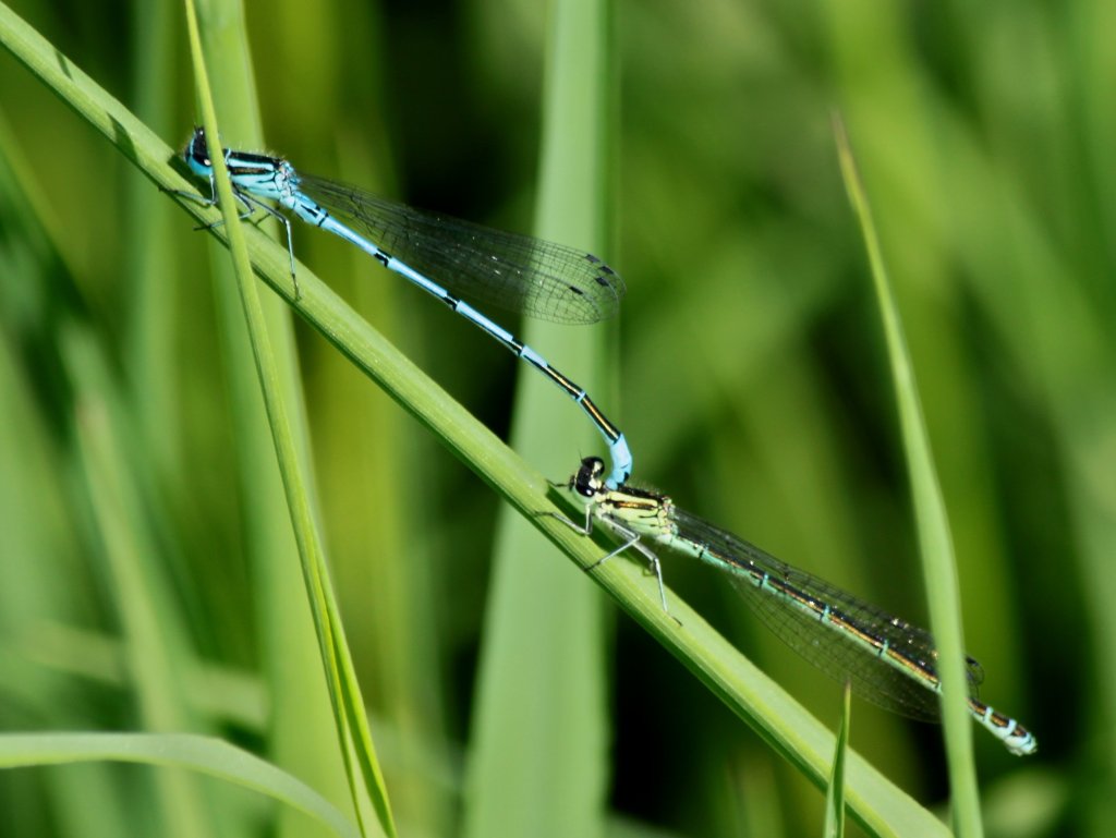 Zwei Libellen auf den Grsern am Gartenteich. (13.05.2011)