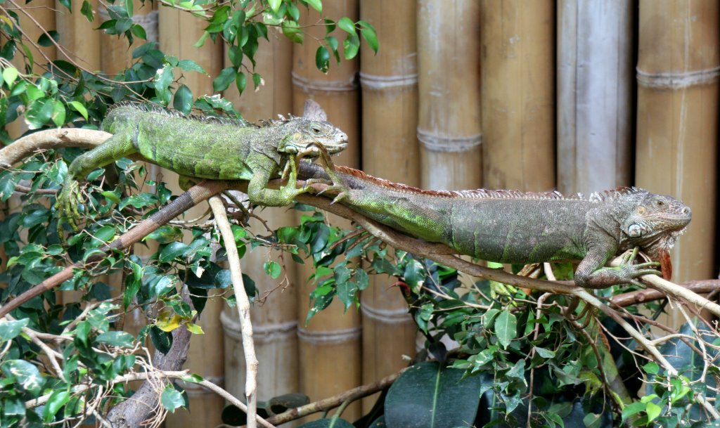 Zwei Mittelamerikanische Grner Leguane (Iguana iguana rhinolopha) am 9.1.2010 im Tierpark berlin.
	