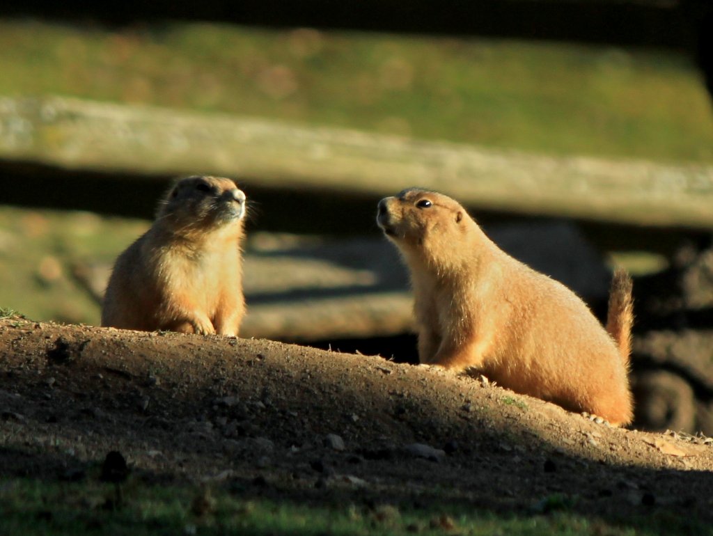 Zwei Murmeltiere genieen die Sonne des 13.11.2011 im Wildfreigehege Hellenthal in der Eifel.