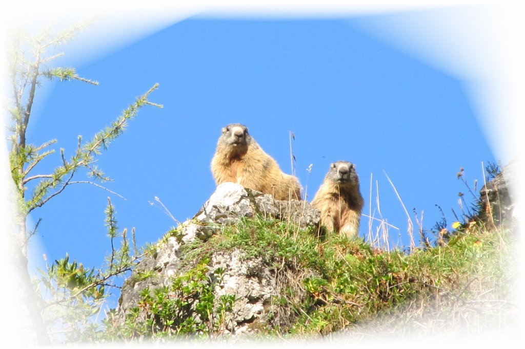 Zwei Murmeltiere unterhalb des Jennergipfel ( Berchtesgaden ) genieen die warmen Sonnenstrahlen und paen auf da sich kein   Feind   nhert.  11.09.11 