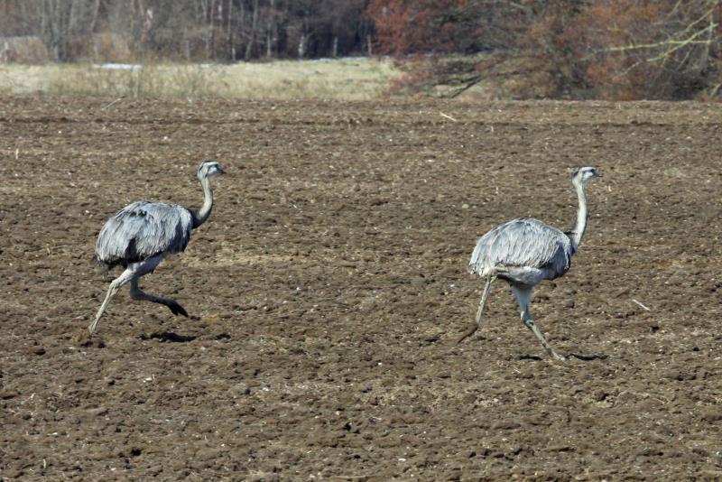 Zwei Nandus aus einer Gruppe von neun Tieren haben es sehr eilige den Waldrand zu erreichen. So ein Verhalten habe ich zuvor noch nicht beobachtet. Utecht, 06.04.2013