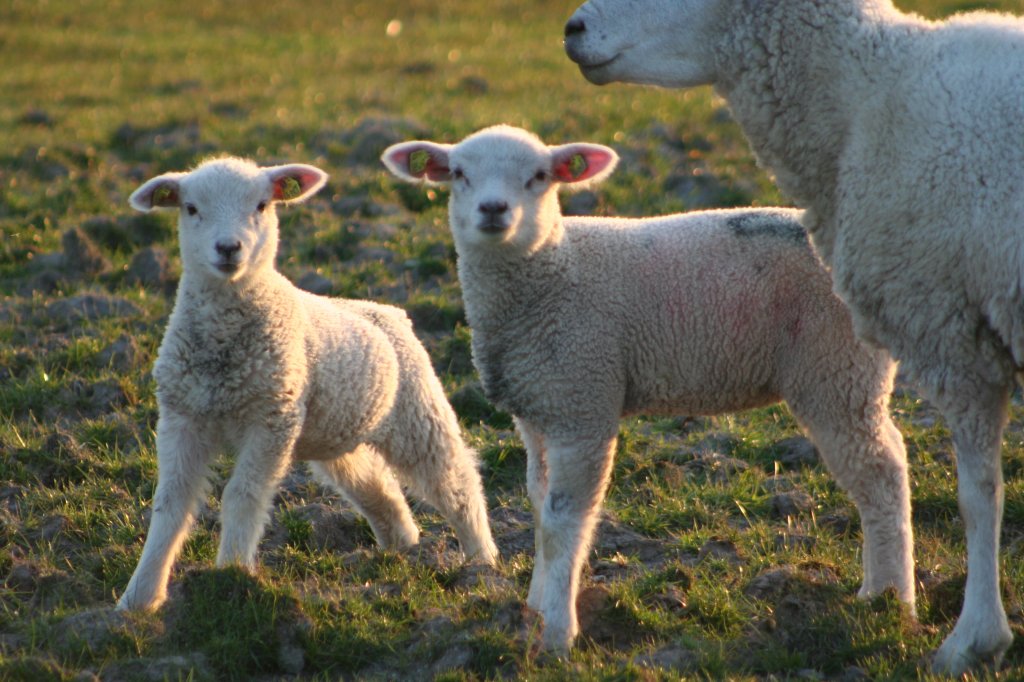 Zwei neugieriege Lmmer (Deutsches weikpfiges Fleischschaf) am 23.4.2008 am Hindenburgdamm.