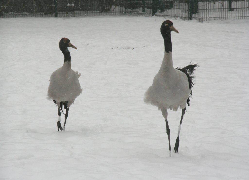 Zwei neugierige Schwarzhalskraniche (Grus nigricollis) am 9.1.2010 im Tierpark Berlin. Das das Gehege ziemlich abgelegen ist, scheint jede Abwechslung willkommen zu sein.
	