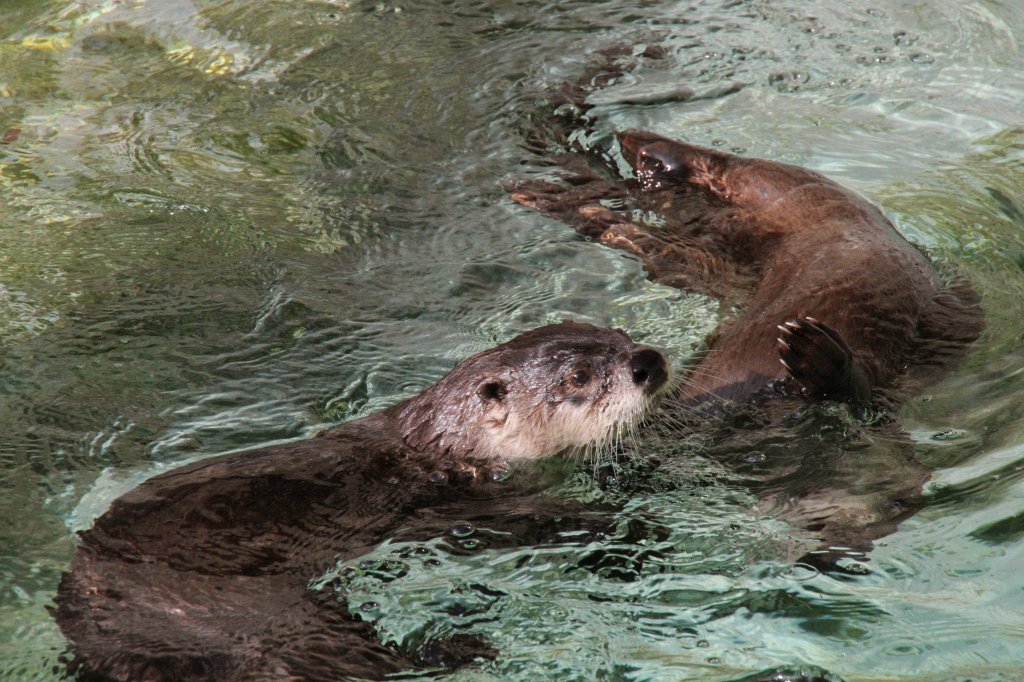 Zwei Nordamerikanische Fischotter (Lutra canadensis) beim Spielen. Zoo Basel am 19.3.2010.