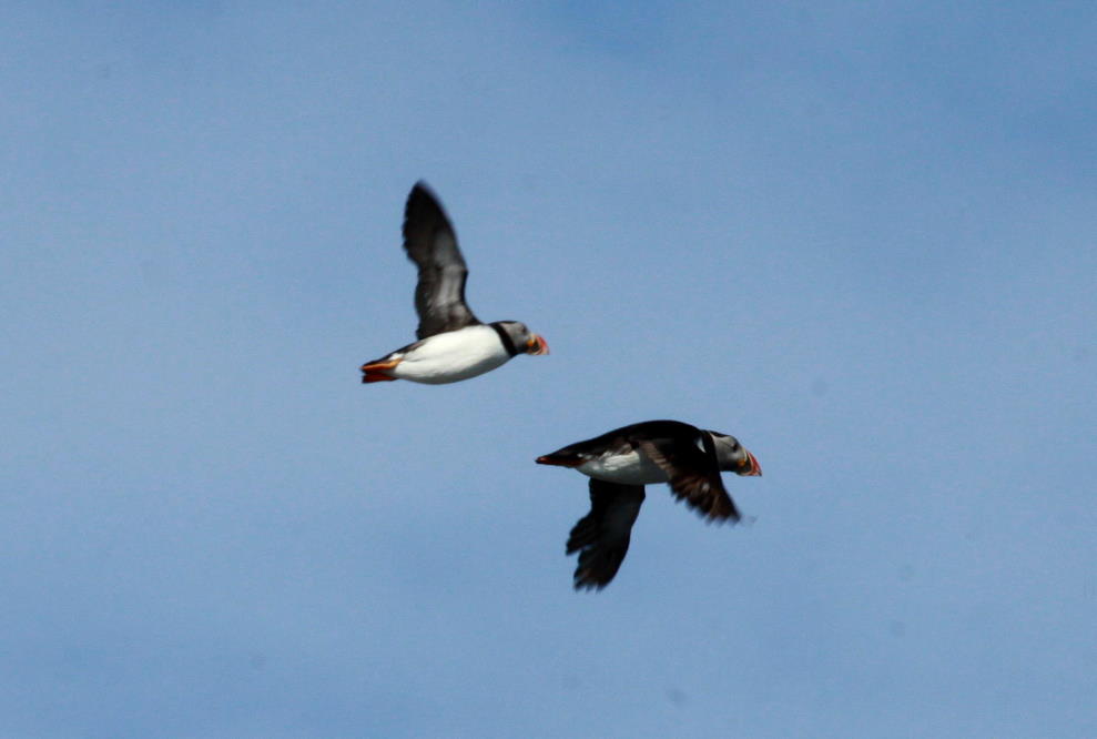 Zwei Papageitaucher im Flug; 01.07.2013