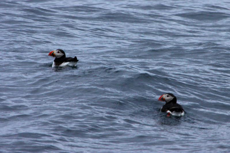 Zwei Papageitaucher schwimmen auf dem Rundesundet; 26.05.2011