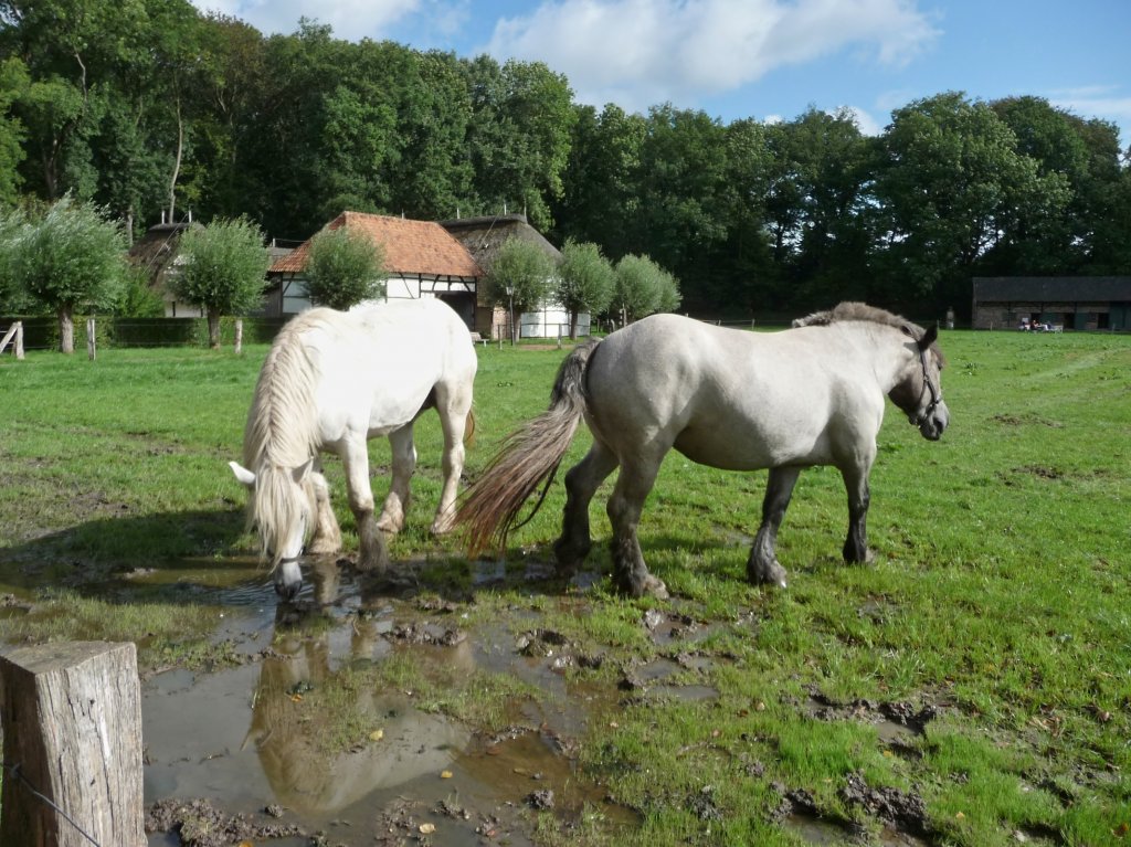 Zwei Pferde grasen auf der Weide im Niederrheinischen Freilichtmuseum Grefrath (28.8.11)