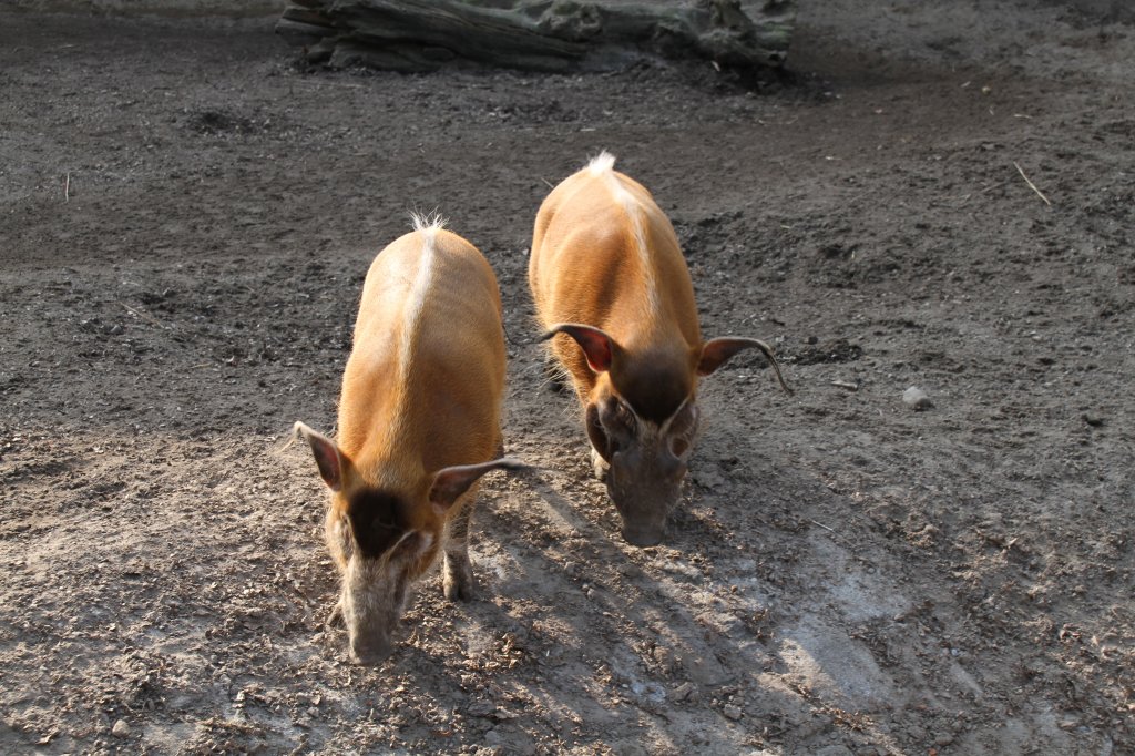 Zwei Pinselohrschweine (Potamochoerus porcus pictus) am 11.3.2010 im Zoo Berlin.
