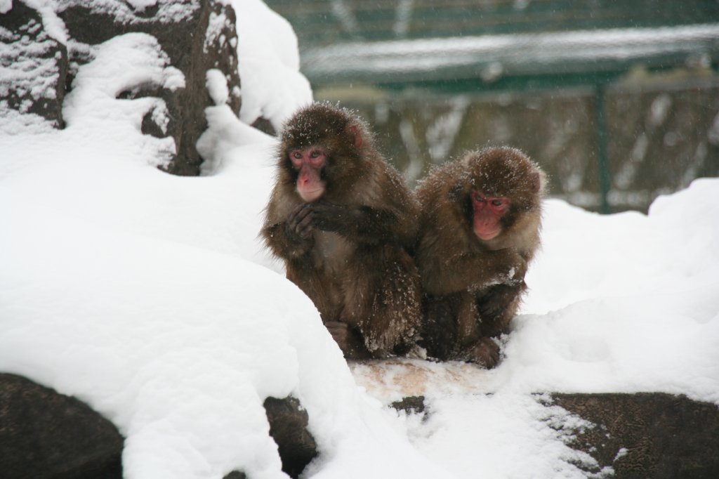 Zwei Rotgesichtsmakaken oder auch Japanmakake oder Schneeaffe genannt (Macaca fuscata) scheinen mit der gegenwrtigen Situation nicht ganz zufrieden zu sein. Tierpark Berlin am 9.1.2010.
	