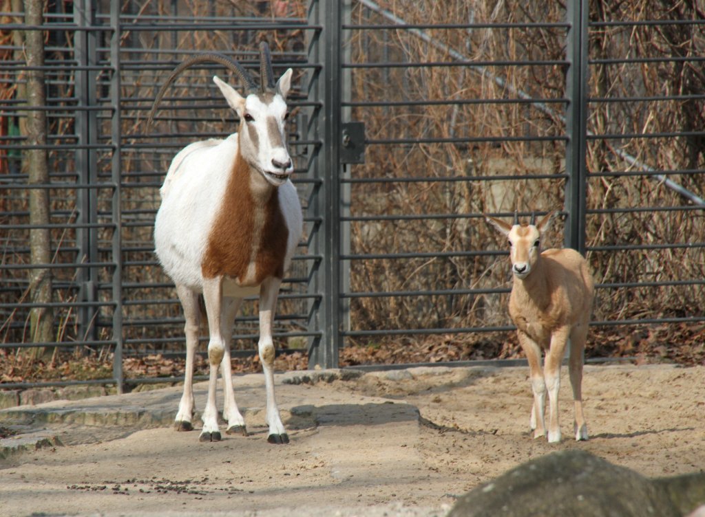 Zwei Sbelantilopen (Oryx dammah), eine aus der Sahara stammende Oryxantilopa, am 11.3.2010 im Zoo Berlin.