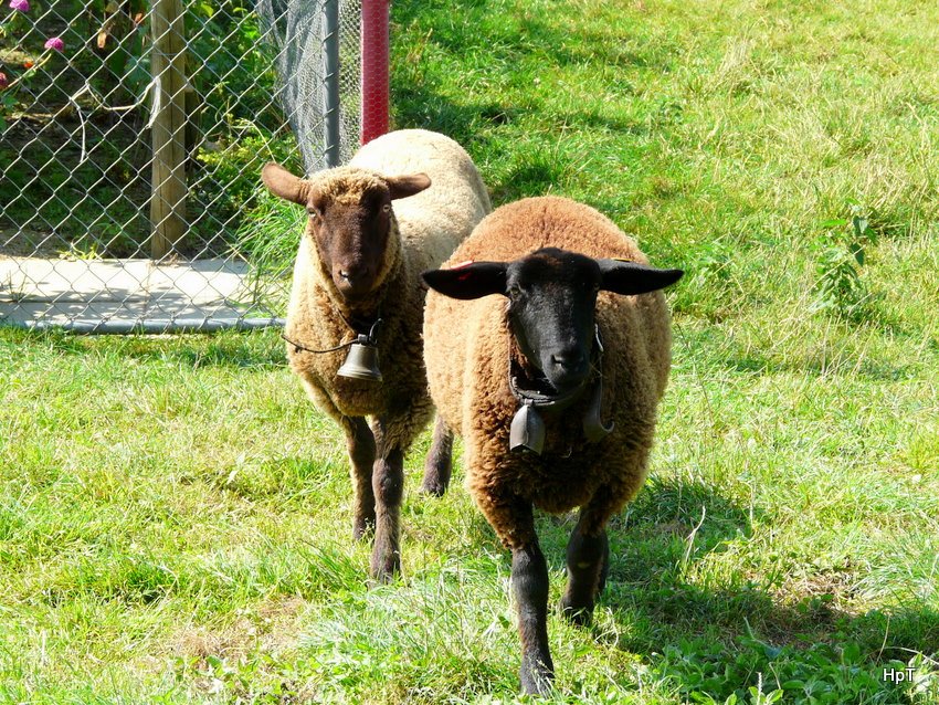 Zwei Schafe in Aegerten am 22.08.2009