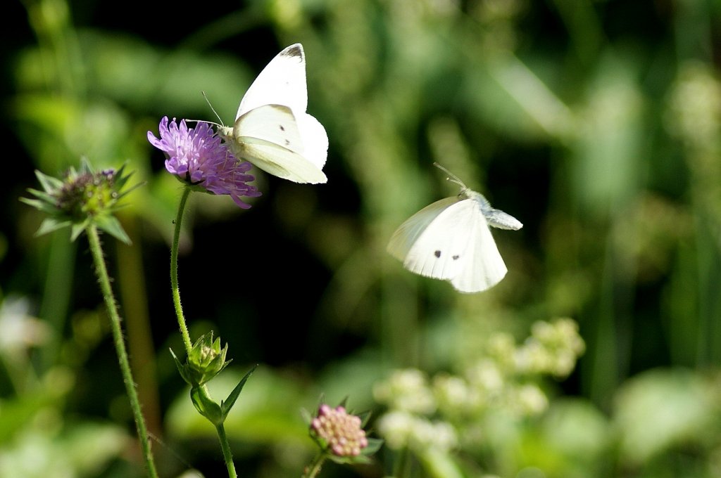 Zwei Schmetterlinge haben das gleiche Ziel.
(09.07.2010