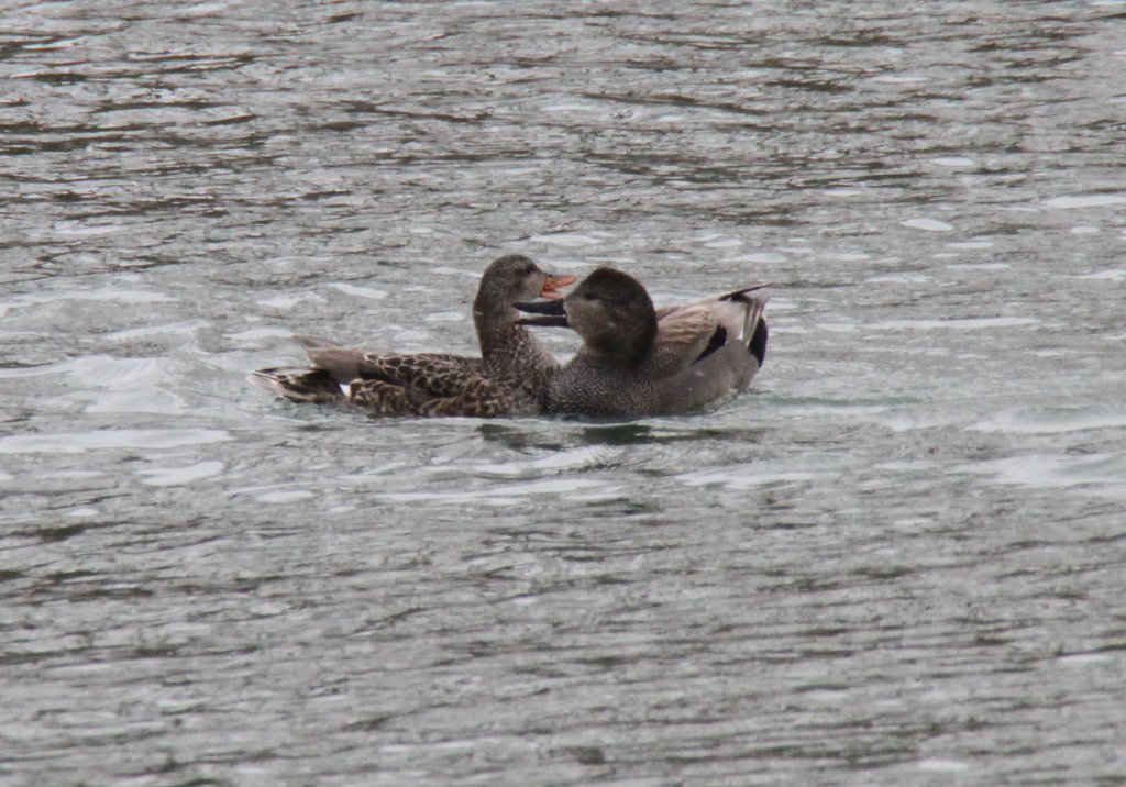 Zwei Schnatterenten (Anas strepera) beim Schnattern. 12.2.2010 am Rhein bei Altenheim. 
