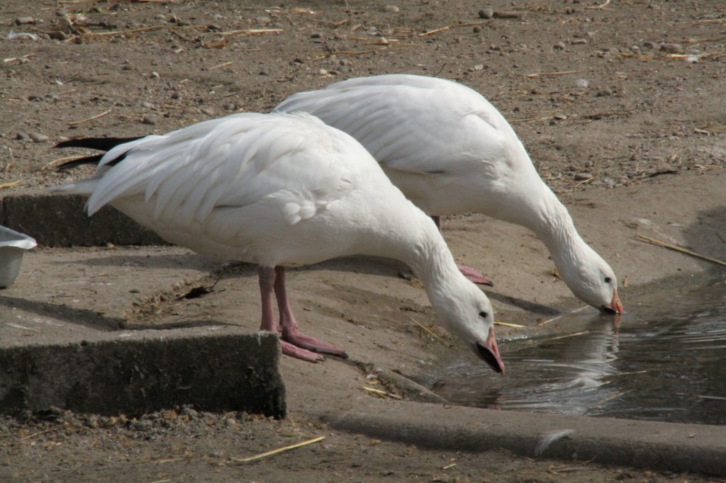 Zwei Schneegnse (Anser caerulescens) beim Trinken. Orangerie Strasbourg am 18.3.2010.
