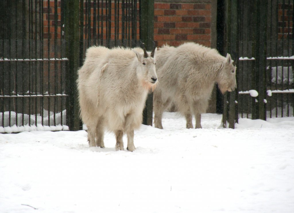 Zwei Schneeziegen (Oreamnos americanus) genieen am 9.1.2010 den Schnee im Tierpark Berlin..