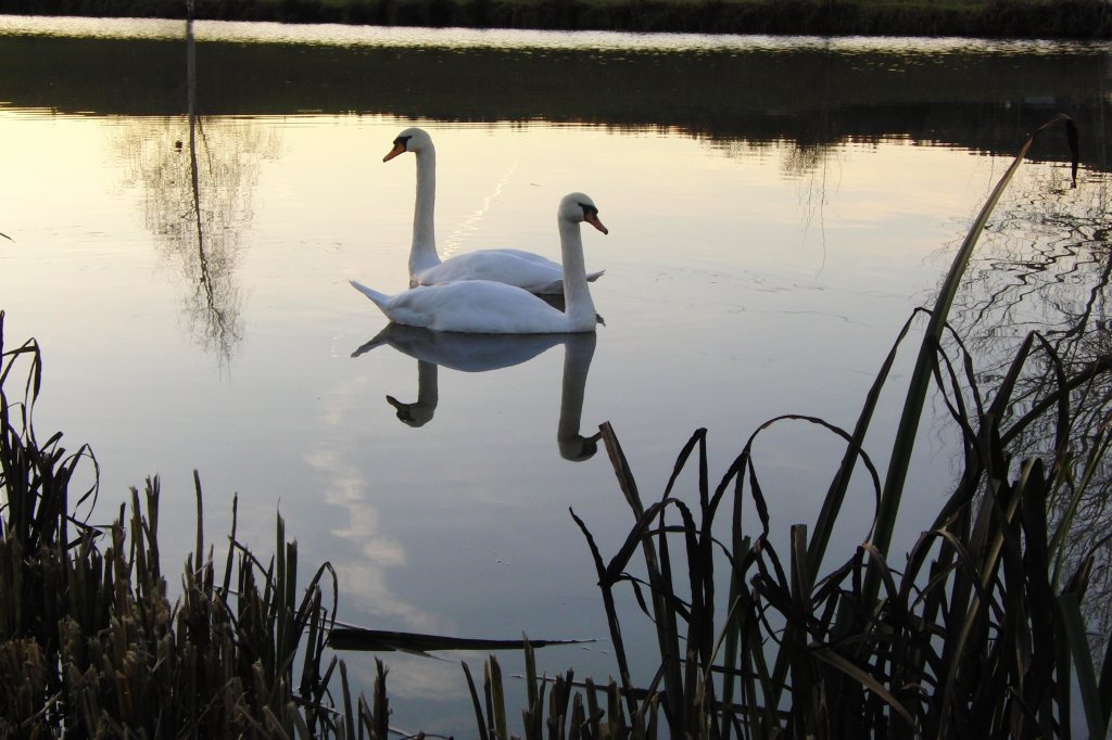 zwei Schwne auf dem Rentweinsdorfer See