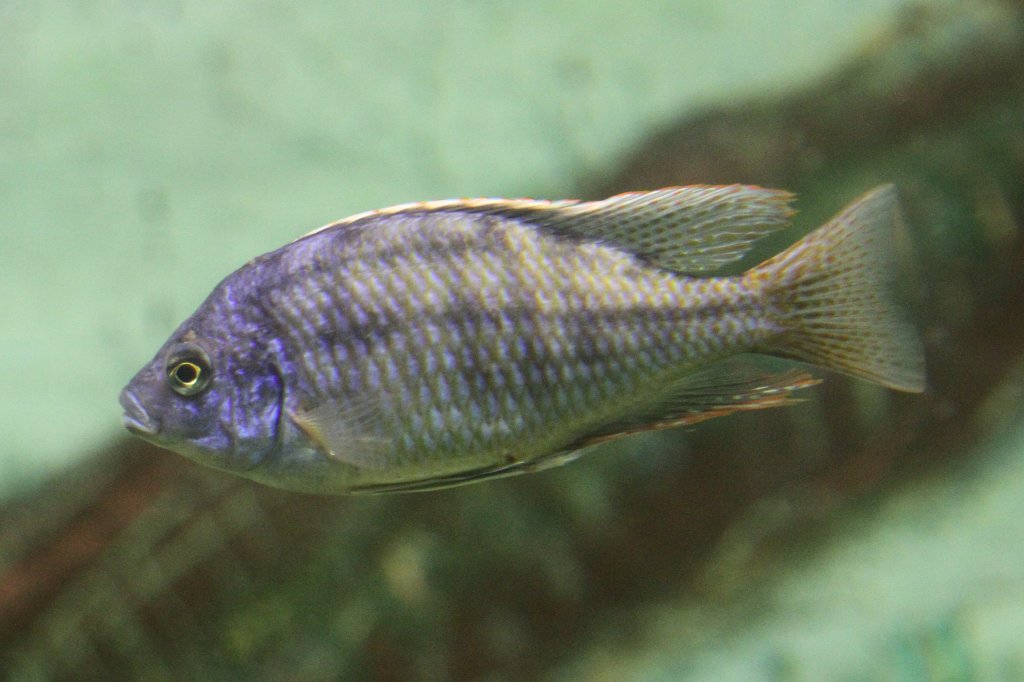 Zwei See-Stre (Chilotilapia rhoadesii) am 3.10.2010 im Marineland in Niagara Falls.