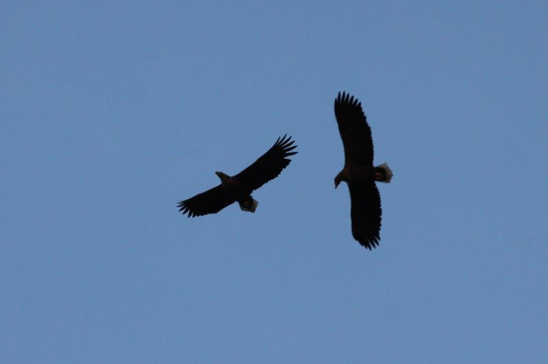 Zwei Seeadler kreisen ber den Lofoten; 03.11.2012