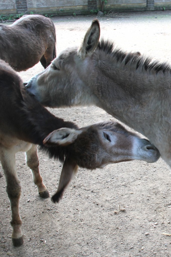 Zwei sich liebende Bulgarische Hausesel am 26.6.2010 im Leipziger Zoo.