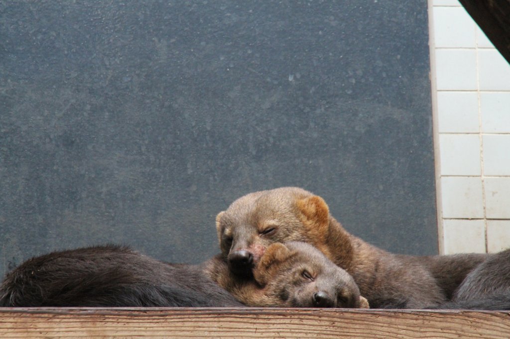 Zwei sich liebende Tayras (Eira barbara) am 25.2.2010 im Zoo Berlin. 
