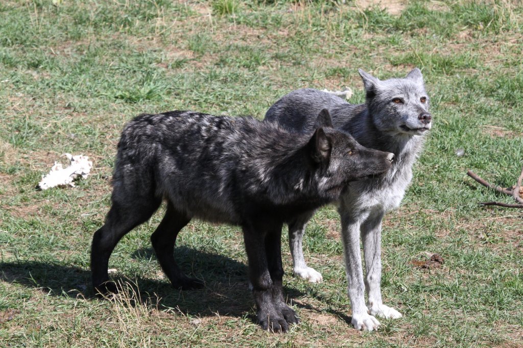 Zwei, die sich mgen.
Timberwlfe (Canis lupus lycaon) am 18.9.2010 im Zoo Sauvage de Saint-Flicien,QC. 
