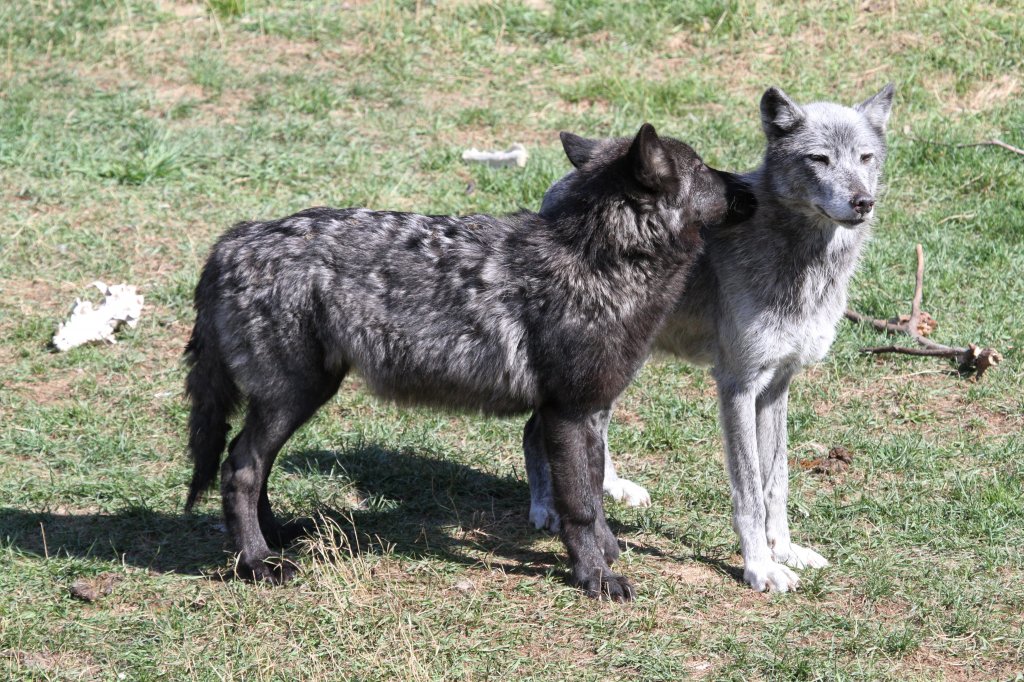 Zwei, die sich mgen.
Timberwlfe (Canis lupus lycaon) am 18.9.2010 im Zoo Sauvage de Saint-Flicien,QC. 
