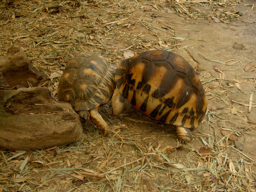 Zwei sich streitende Strahlenschildkrte (Astrochelys radiata). Wer zuerst auf dem Rcken liegt hat verloren. La Vanille Rserve des Mascareignes auf Mauritius.