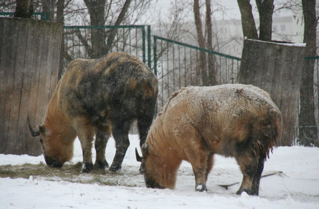 Zwei Sichuan-Takins (Budorcas taxicolor tibetana) am 9.1.2010 im Tierpark Berlin.