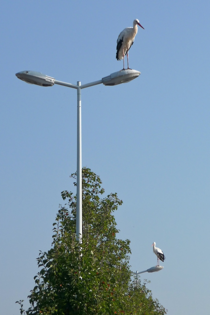 Zwei Strche hoch oben auf den Straenlaternen am Rastplatz Hoch-Knigsburg, 2011-09-30