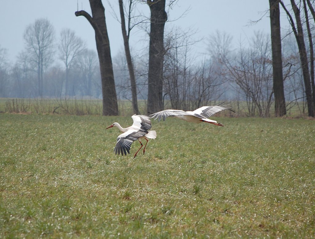 Zwei Strche im Landeanflug.
(Wartberg an der Krems, 23.03.2013)