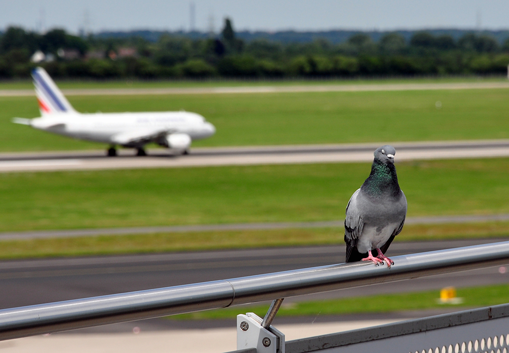 Zwei Vgel am Flughafen Dsseldorf. Vorn hockt die  scharfe Taube  und im Hintergrund startet der  unscharfe Airbus  - 24.07.2012