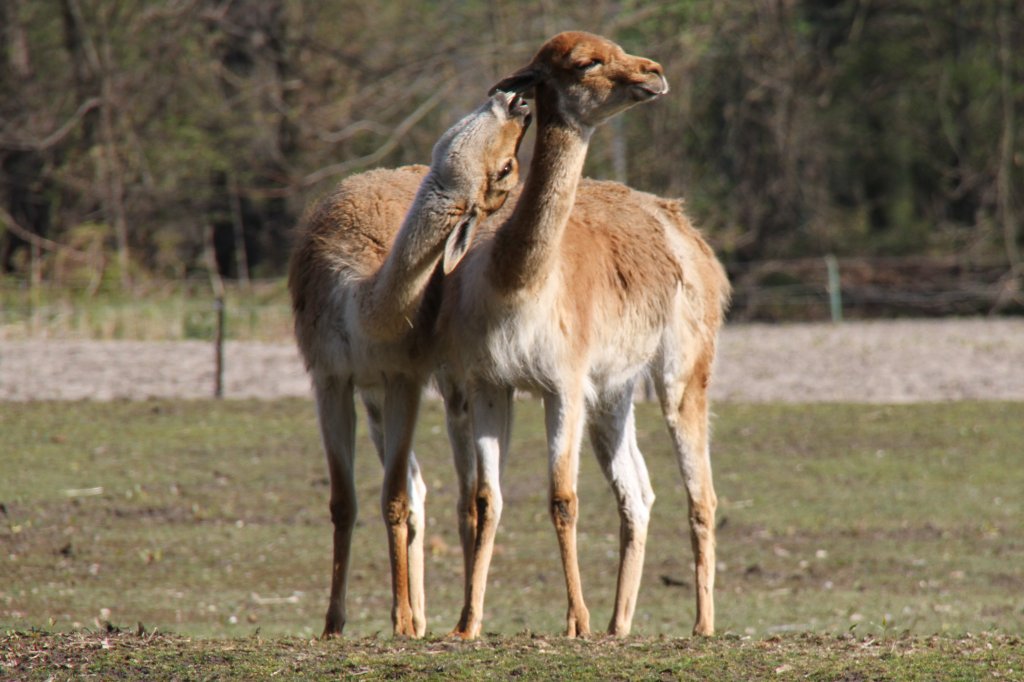 Zwei Vikunjas (Vicugna vicugna) beim Liebesspiel im  Tierpark Berlin.