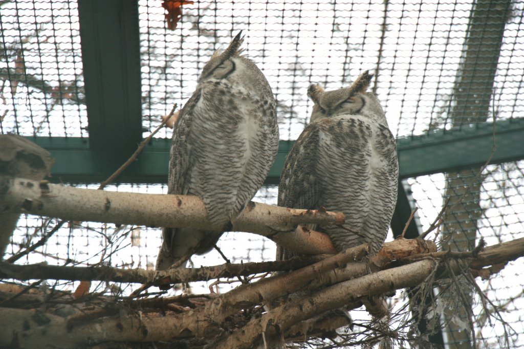 Zwei Virgina-Uhus (Bubo virginianus) am 13.12.2009 im Tierpark Berlin.