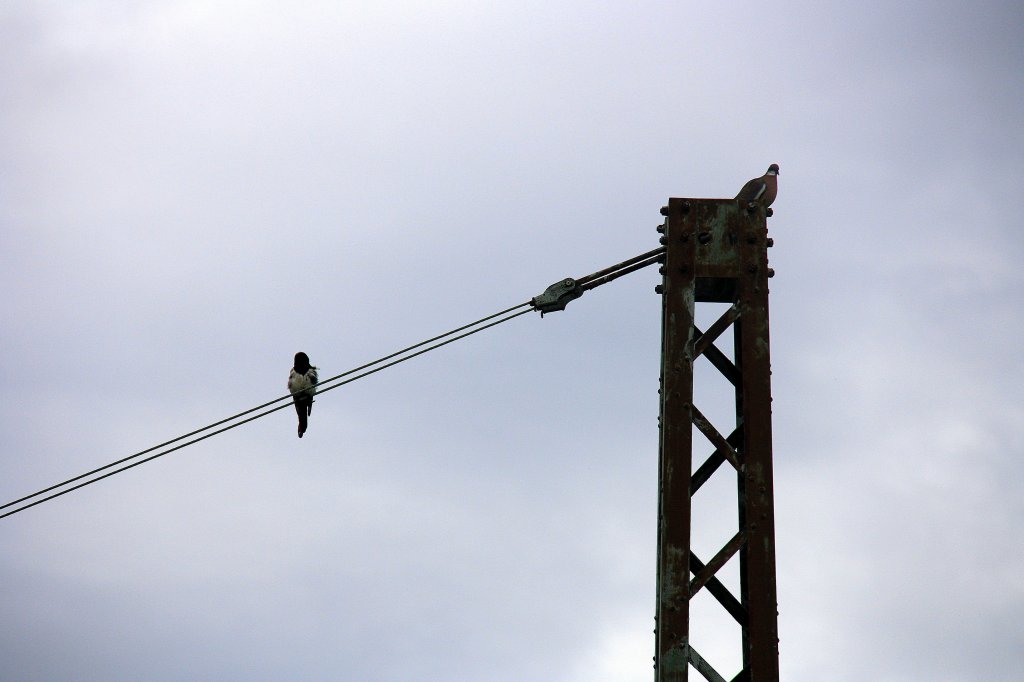 Zwei Vögel sitzen auf dem Strommast von der Eisenbahn.
Aufgenommen kurz vor Aachen-Rothe-Erde bei Regenwolken am 20.7.2012.