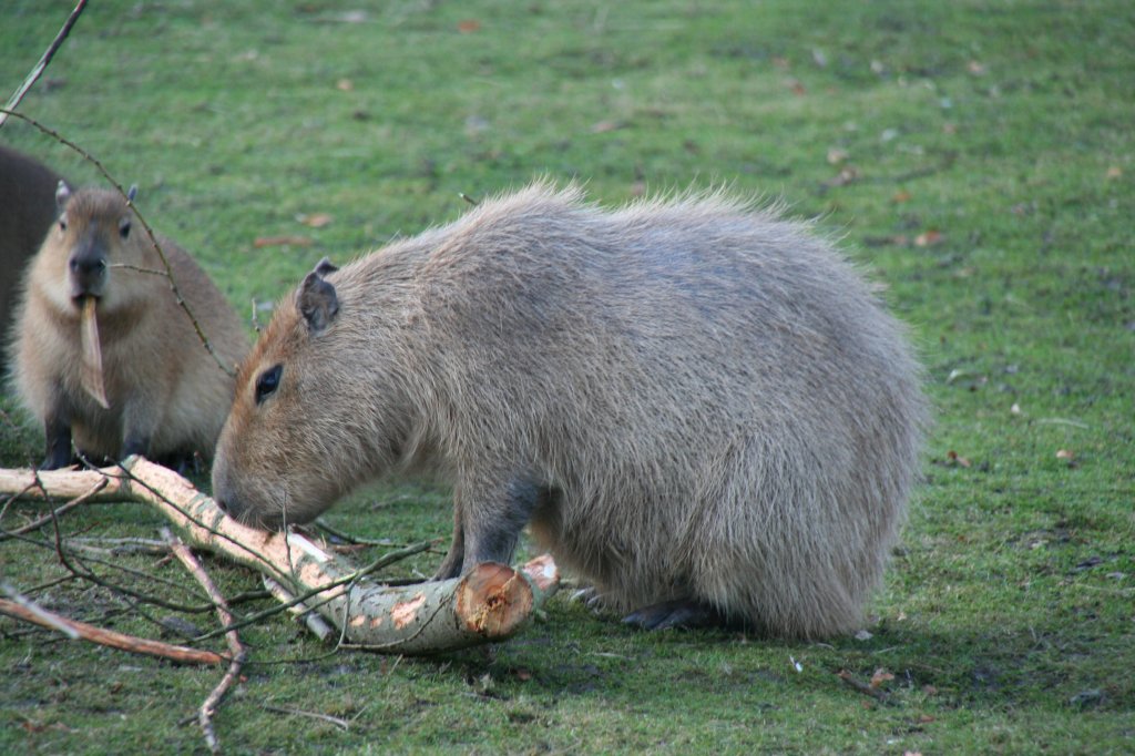 Zwei Wasserschweine oder auch Capybara (Hydrochoerus hydrochaeris) genannt beim Abnagen der Baumrinde von einem Ast. Zoo Dresden am 7.12.2009.