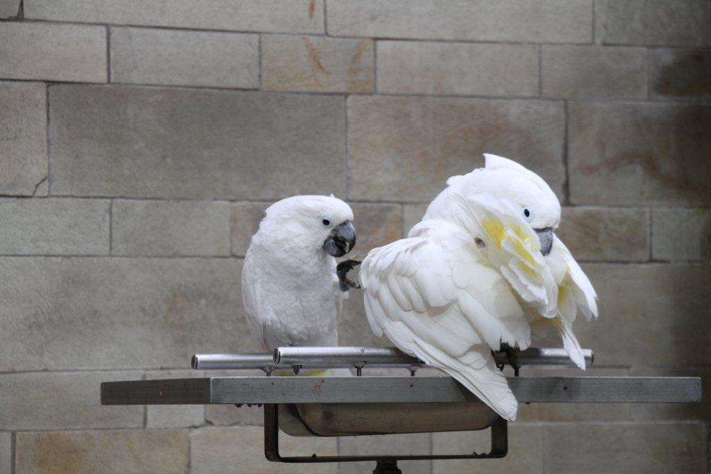 Zwei Weihaubenkakadus (Cacatua alba) am 11.3.2010 im Zoo Berlin.